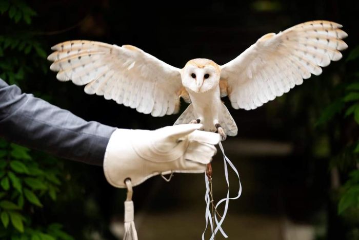 File:Ultimate wedding planner ring owl.jpg