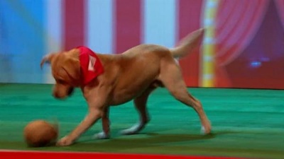 Sport Relief Top Dog