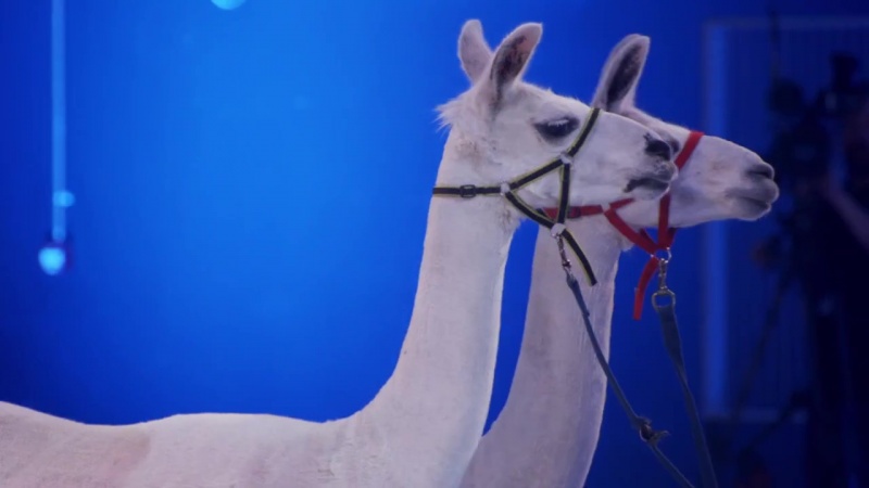 File:99 to beat llamas.jpg