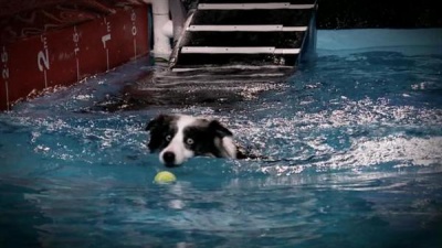 Sport Relief's Top Dog