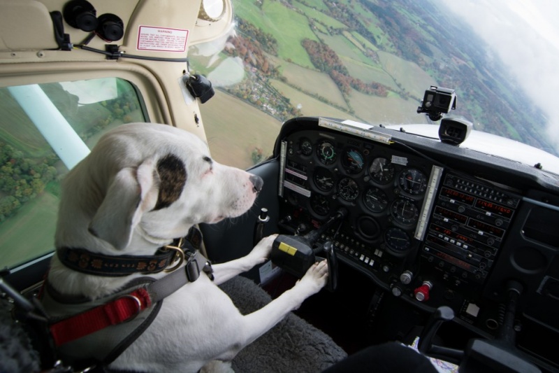 File:Dogs might fly finale.jpg