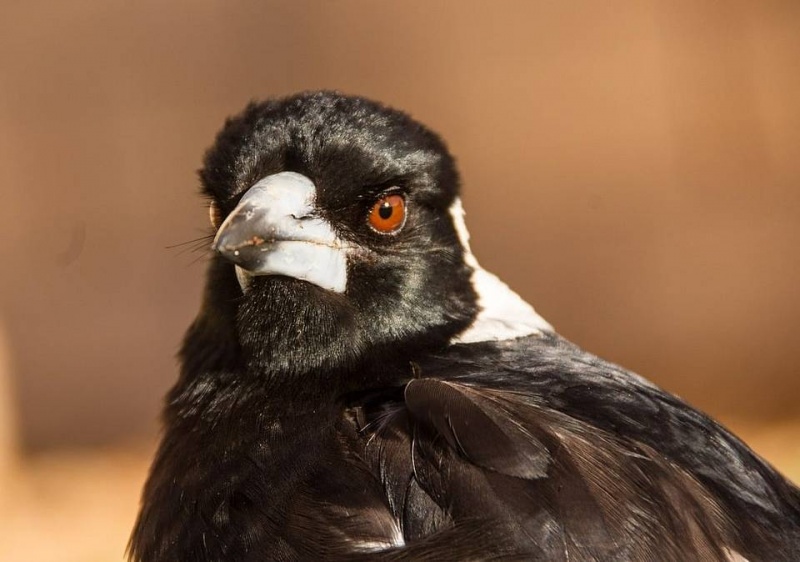 File:Australian magpie.jpg